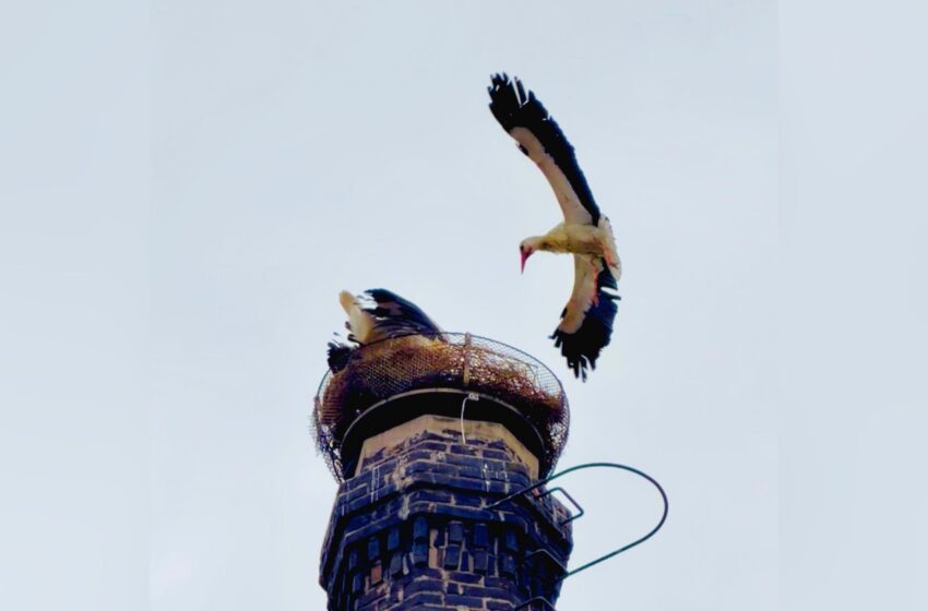  Čápi obsadili nové hnízdo na komíně v areálu Na Klenici