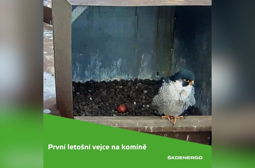  Sokolí rodinka na komíně Ško-Energo se rozrůstá. Lidé ji mohou opět sledovat online